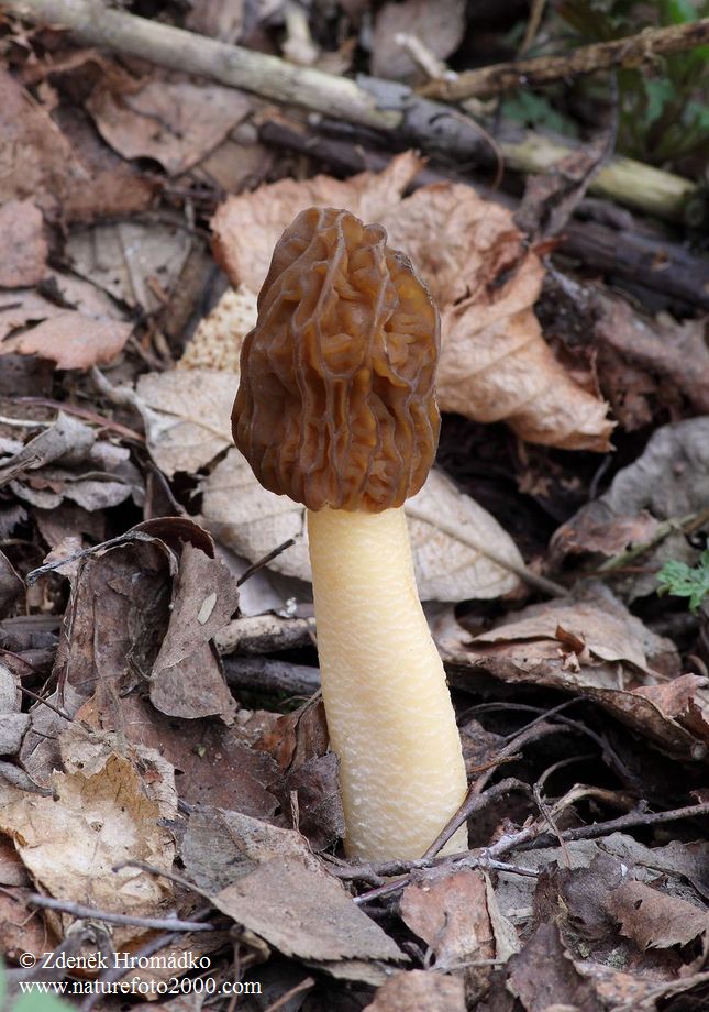 kačenka česká, Verpa bohemica (Houby, Fungi)